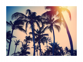 Palms - Limited Edition Print